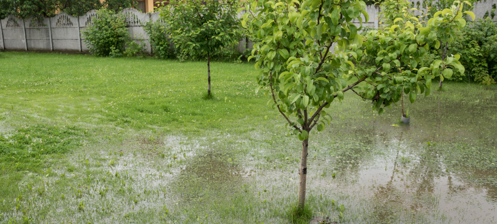 Residential yard with standing water caused by poor drainage in Collegeville, PA